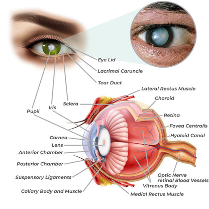 GFOUK™ OphthalPro Gerät zur Verbesserung der Sehkraft